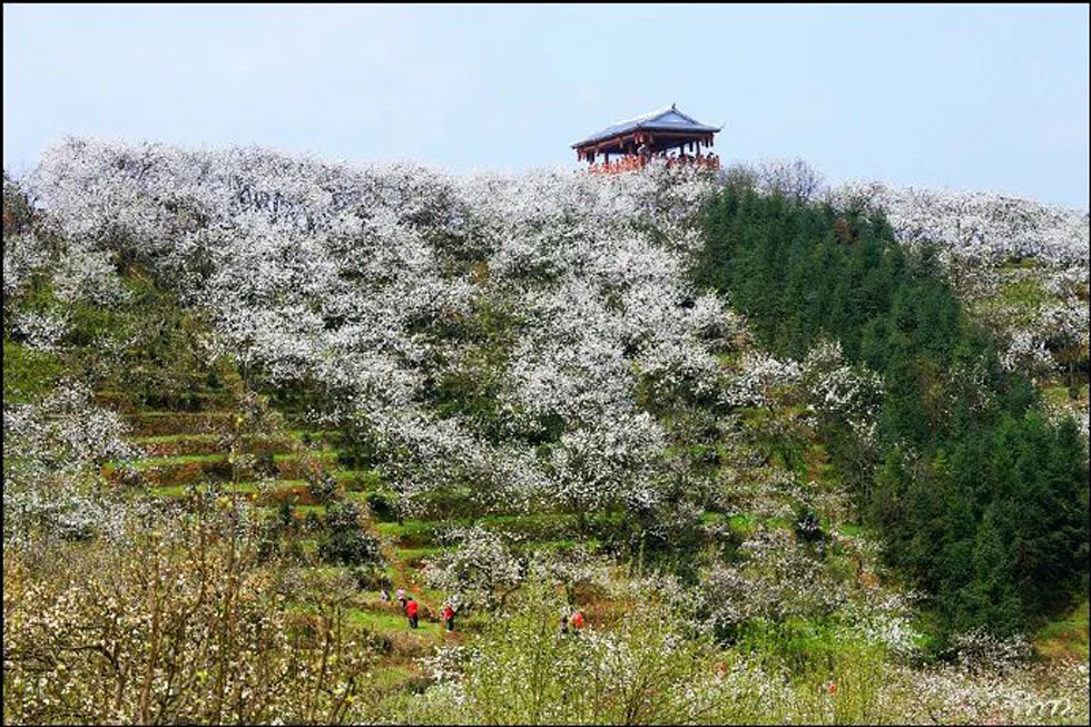 【春天，广西桂林灌阳县向您发出邀请！】我们在灌阳看梨花 - 游山玩水 - 巴中生活社区 - 巴中28生活网 bazhong.28life.net