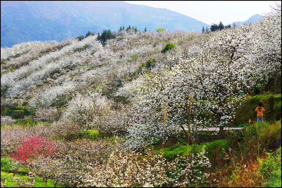 【春天，广西桂林灌阳县向您发出邀请！】我们在灌阳看梨花 - 游山玩水 - 巴中生活社区 - 巴中28生活网 bazhong.28life.net