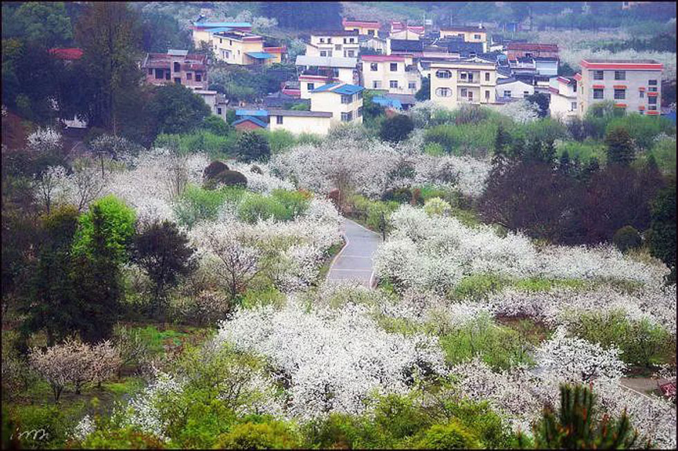 【春天，广西桂林灌阳县向您发出邀请！】我们在灌阳看梨花 - 游山玩水 - 巴中生活社区 - 巴中28生活网 bazhong.28life.net