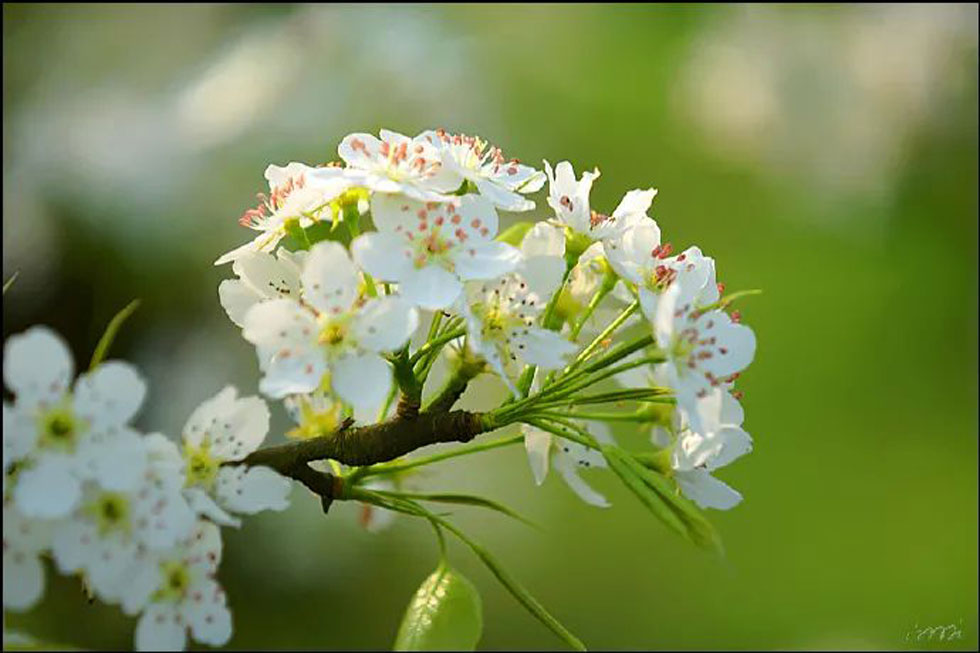 【春天，广西桂林灌阳县向您发出邀请！】我们在灌阳看梨花 - 游山玩水 - 巴中生活社区 - 巴中28生活网 bazhong.28life.net