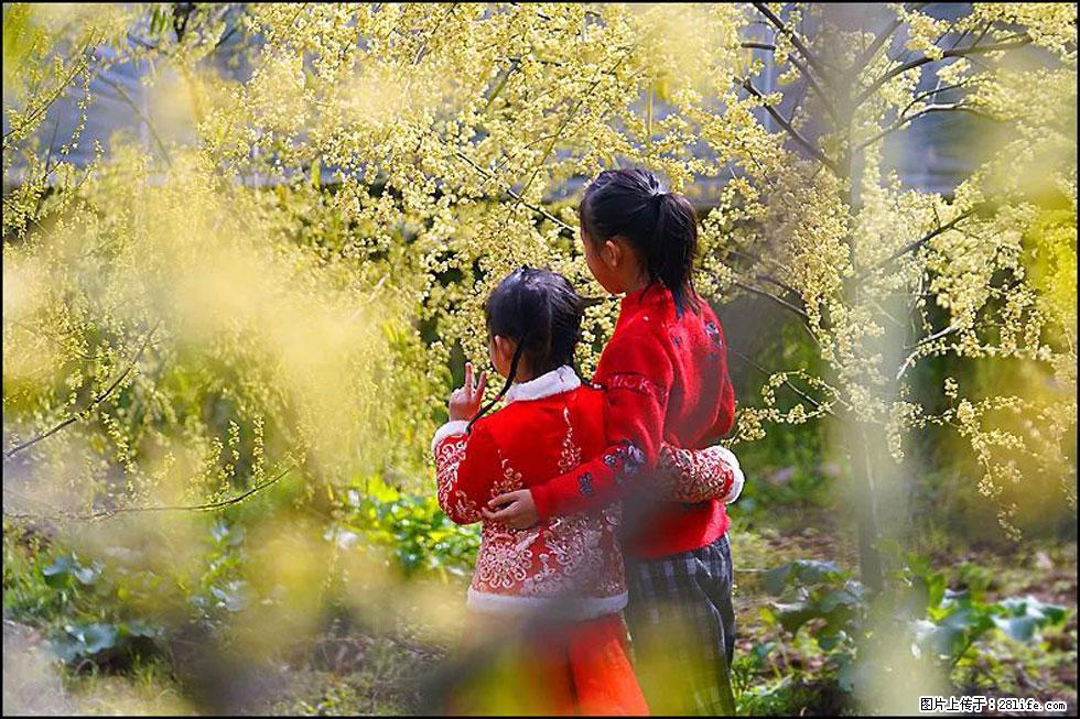 【春天，广西桂林灌阳县向您发出邀请！】米珠山前有片山苍子花在飘香 - 游山玩水 - 巴中生活社区 - 巴中28生活网 bazhong.28life.net