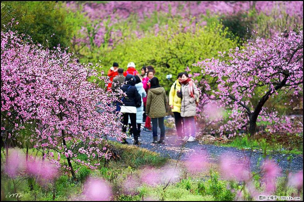 【春天，广西桂林灌阳县向您发出邀请！】官庄村有个醉美的桃花园 - 游山玩水 - 巴中生活社区 - 巴中28生活网 bazhong.28life.net
