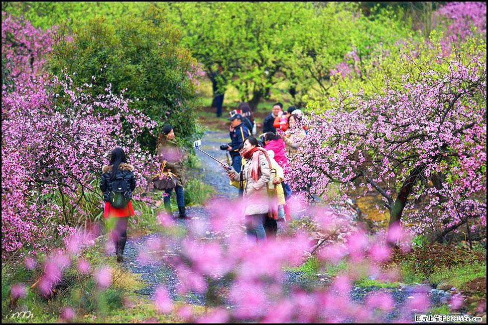 【春天，广西桂林灌阳县向您发出邀请！】官庄村有个醉美的桃花园 - 游山玩水 - 巴中生活社区 - 巴中28生活网 bazhong.28life.net