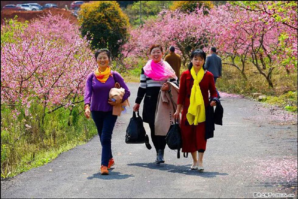 【春天，广西桂林灌阳县向您发出邀请！】官庄村有个醉美的桃花园 - 游山玩水 - 巴中生活社区 - 巴中28生活网 bazhong.28life.net