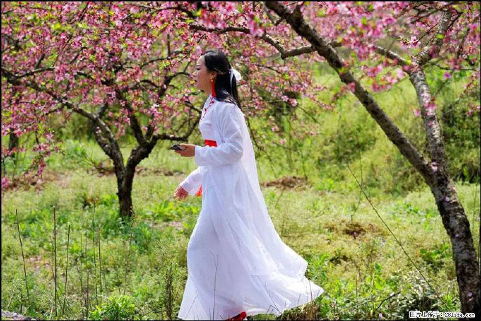 【春天，广西桂林灌阳县向您发出邀请！】官庄村有个醉美的桃花园 - 游山玩水 - 巴中生活社区 - 巴中28生活网 bazhong.28life.net
