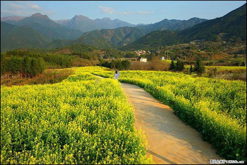 【春天，广西桂林灌阳县向您发出邀请！】长坪村油菜盛情花开 - 游山玩水 - 巴中生活社区 - 巴中28生活网 bazhong.28life.net