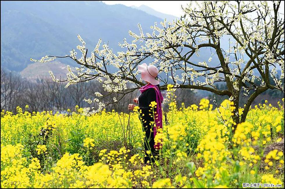 【春天，广西桂林灌阳县向您发出邀请！】长坪村油菜盛情花开 - 游山玩水 - 巴中生活社区 - 巴中28生活网 bazhong.28life.net