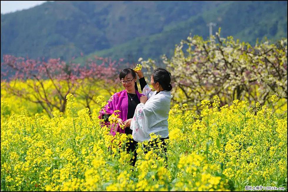 【春天，广西桂林灌阳县向您发出邀请！】长坪村油菜盛情花开 - 游山玩水 - 巴中生活社区 - 巴中28生活网 bazhong.28life.net