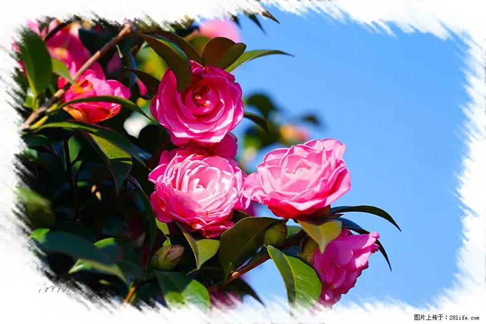 【春天，广西桂林灌阳县向您发出邀请！】杨柳井茶花惹人爱 - 游山玩水 - 巴中生活社区 - 巴中28生活网 bazhong.28life.net