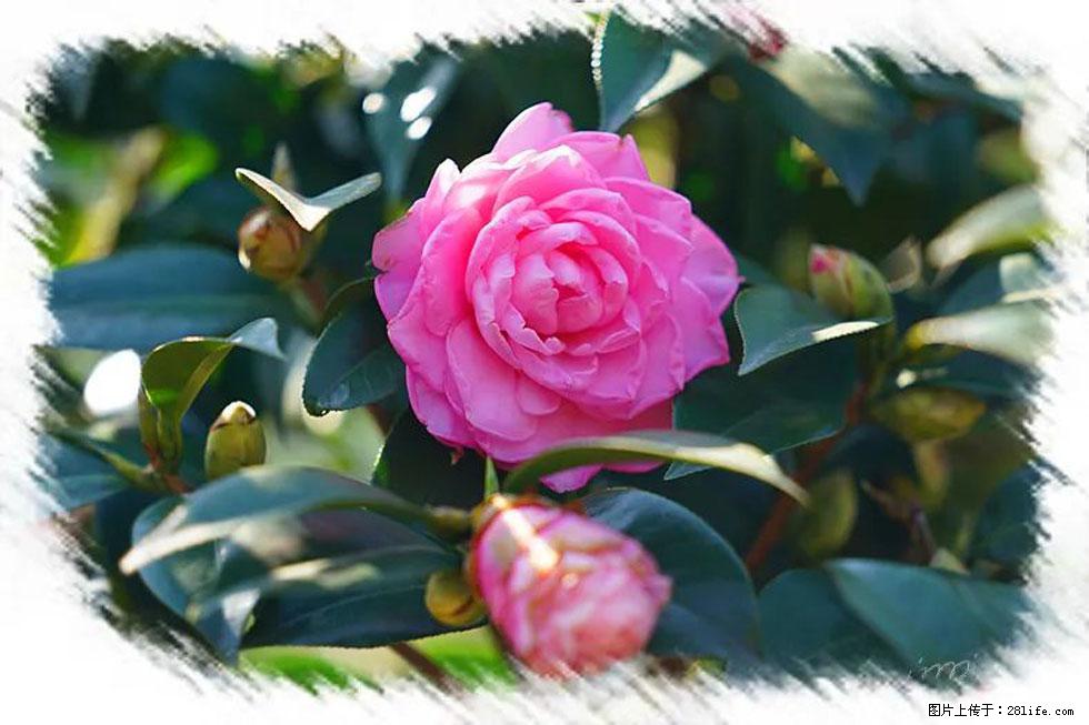 【春天，广西桂林灌阳县向您发出邀请！】杨柳井茶花惹人爱 - 游山玩水 - 巴中生活社区 - 巴中28生活网 bazhong.28life.net