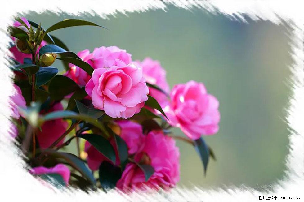 【春天，广西桂林灌阳县向您发出邀请！】杨柳井茶花惹人爱 - 游山玩水 - 巴中生活社区 - 巴中28生活网 bazhong.28life.net