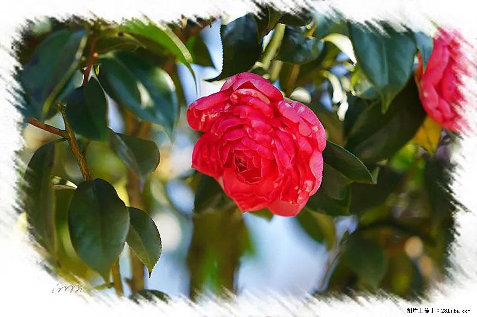 【春天，广西桂林灌阳县向您发出邀请！】杨柳井茶花惹人爱 - 游山玩水 - 巴中生活社区 - 巴中28生活网 bazhong.28life.net