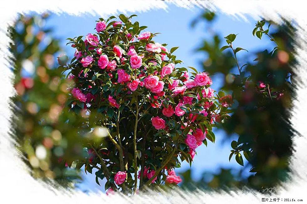【春天，广西桂林灌阳县向您发出邀请！】杨柳井茶花惹人爱 - 游山玩水 - 巴中生活社区 - 巴中28生活网 bazhong.28life.net