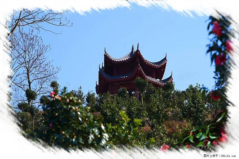 【春天，广西桂林灌阳县向您发出邀请！】杨柳井茶花惹人爱 - 游山玩水 - 巴中生活社区 - 巴中28生活网 bazhong.28life.net
