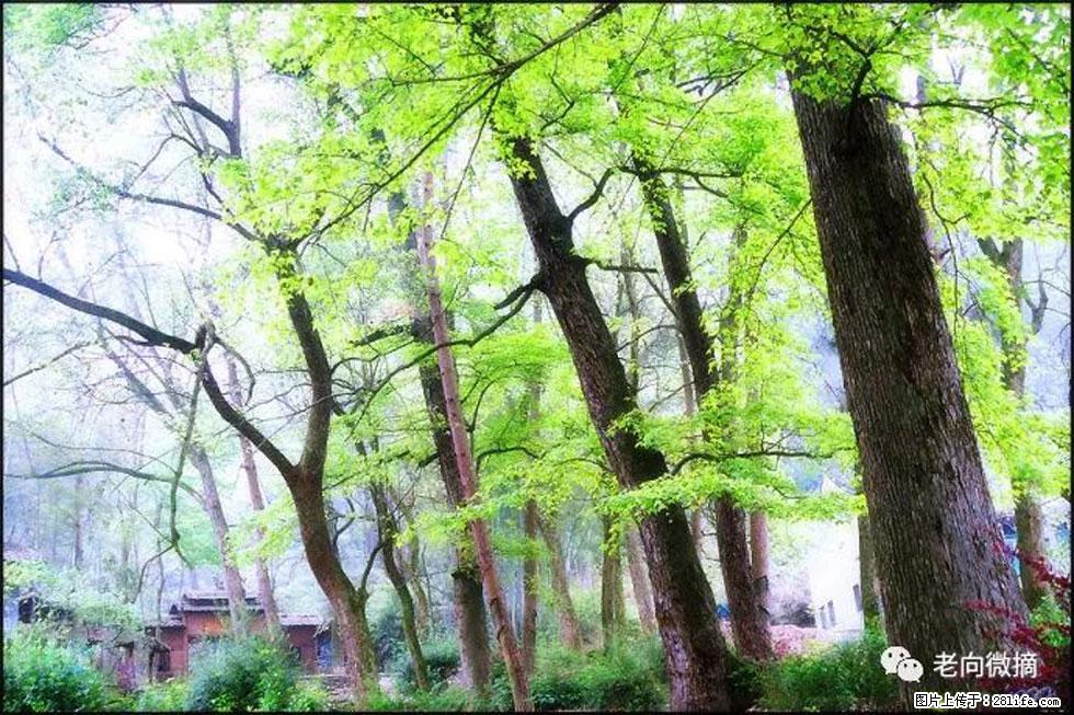 【春天，广西桂林灌阳县向您发出邀请！】在小龙村与春天约会 - 游山玩水 - 巴中生活社区 - 巴中28生活网 bazhong.28life.net