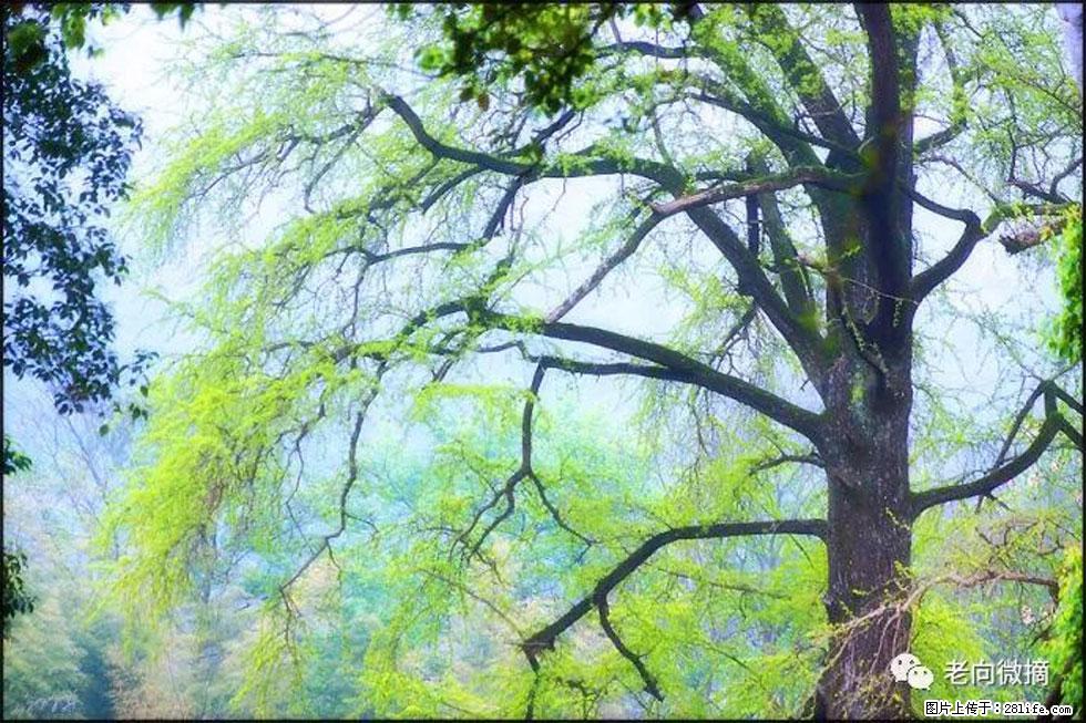 【春天，广西桂林灌阳县向您发出邀请！】在小龙村与春天约会 - 游山玩水 - 巴中生活社区 - 巴中28生活网 bazhong.28life.net