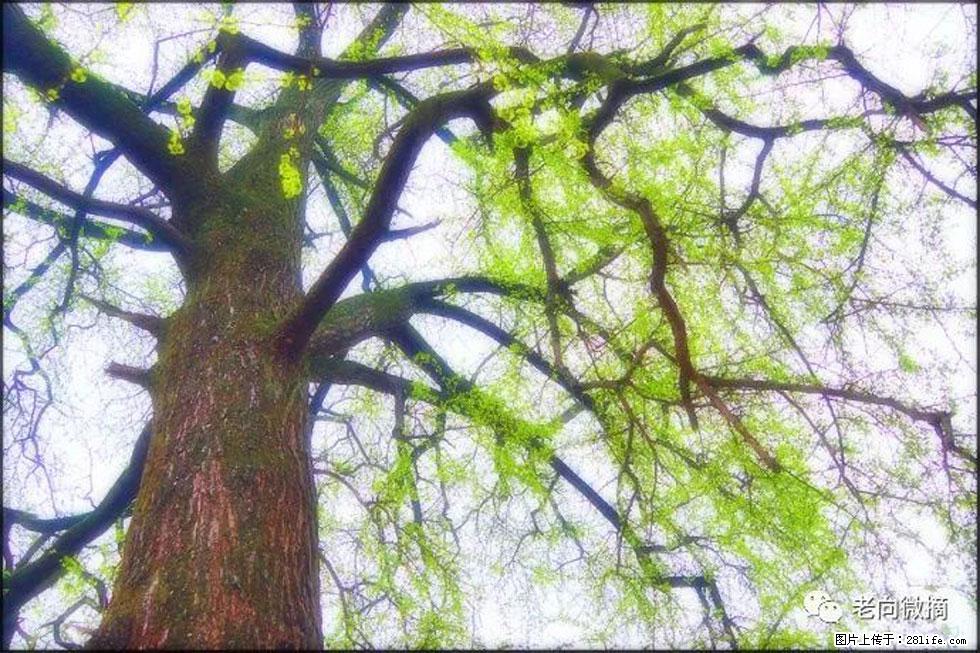 【春天，广西桂林灌阳县向您发出邀请！】在小龙村与春天约会 - 游山玩水 - 巴中生活社区 - 巴中28生活网 bazhong.28life.net