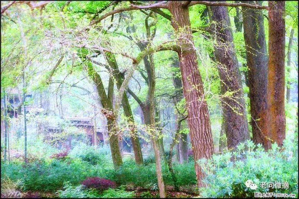 【春天，广西桂林灌阳县向您发出邀请！】在小龙村与春天约会 - 游山玩水 - 巴中生活社区 - 巴中28生活网 bazhong.28life.net