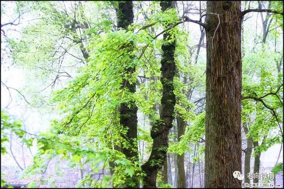 【春天，广西桂林灌阳县向您发出邀请！】在小龙村与春天约会 - 游山玩水 - 巴中生活社区 - 巴中28生活网 bazhong.28life.net