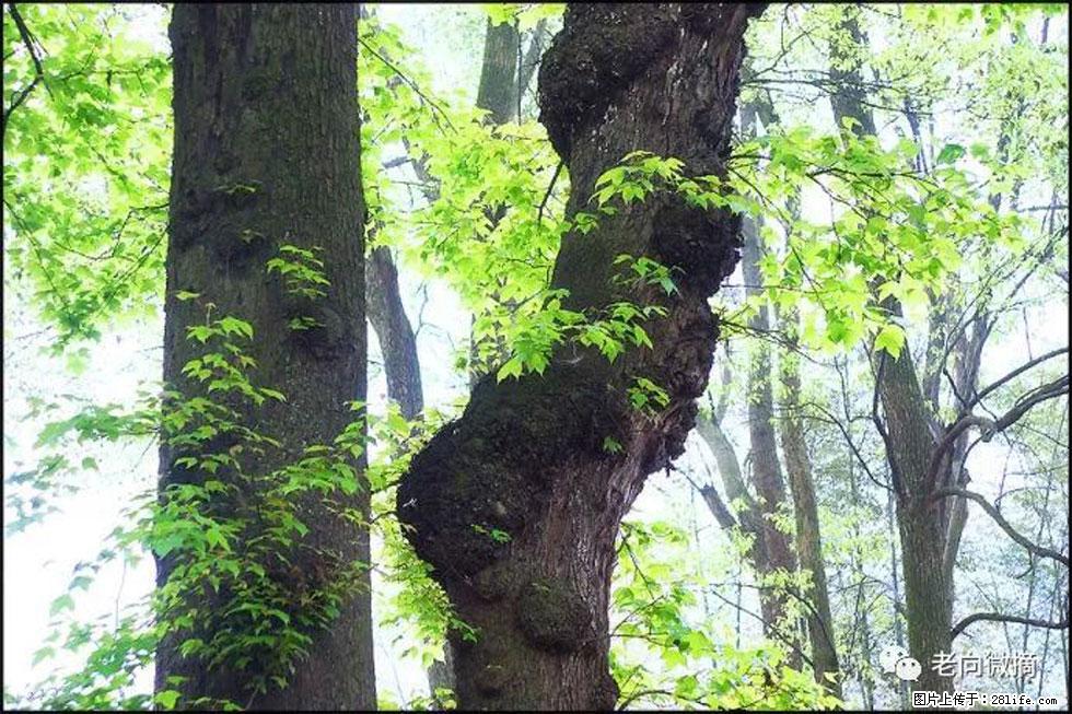 【春天，广西桂林灌阳县向您发出邀请！】在小龙村与春天约会 - 游山玩水 - 巴中生活社区 - 巴中28生活网 bazhong.28life.net