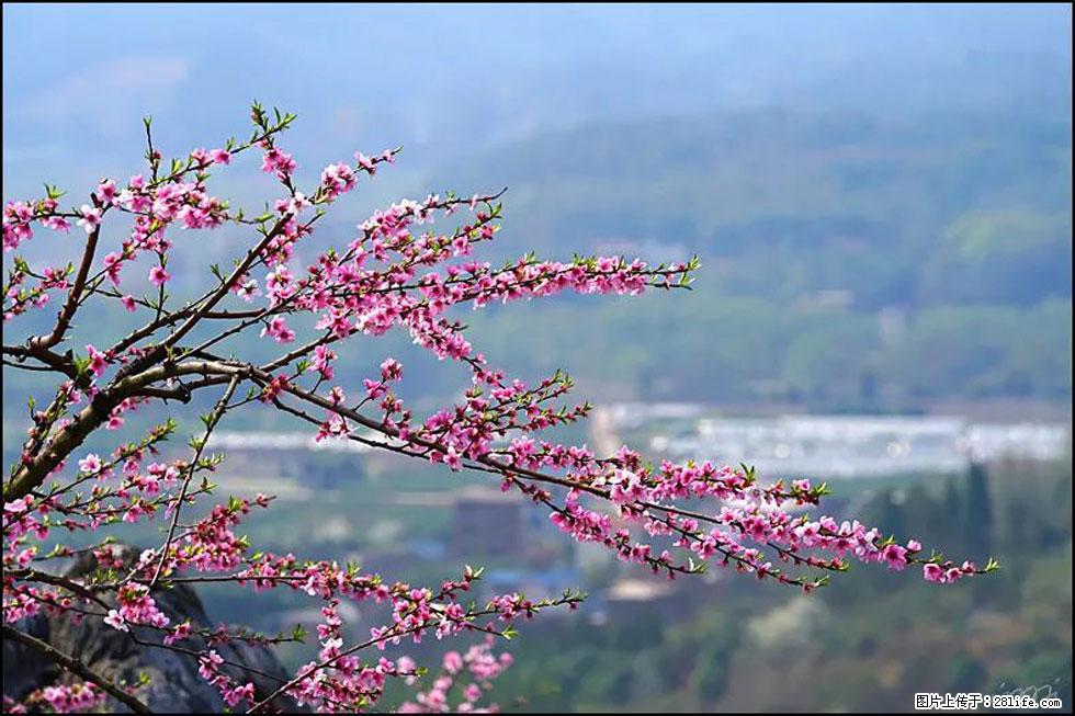 【春天，广西桂林灌阳县向您发出邀请！】望月岭上桃花开 - 游山玩水 - 巴中生活社区 - 巴中28生活网 bazhong.28life.net