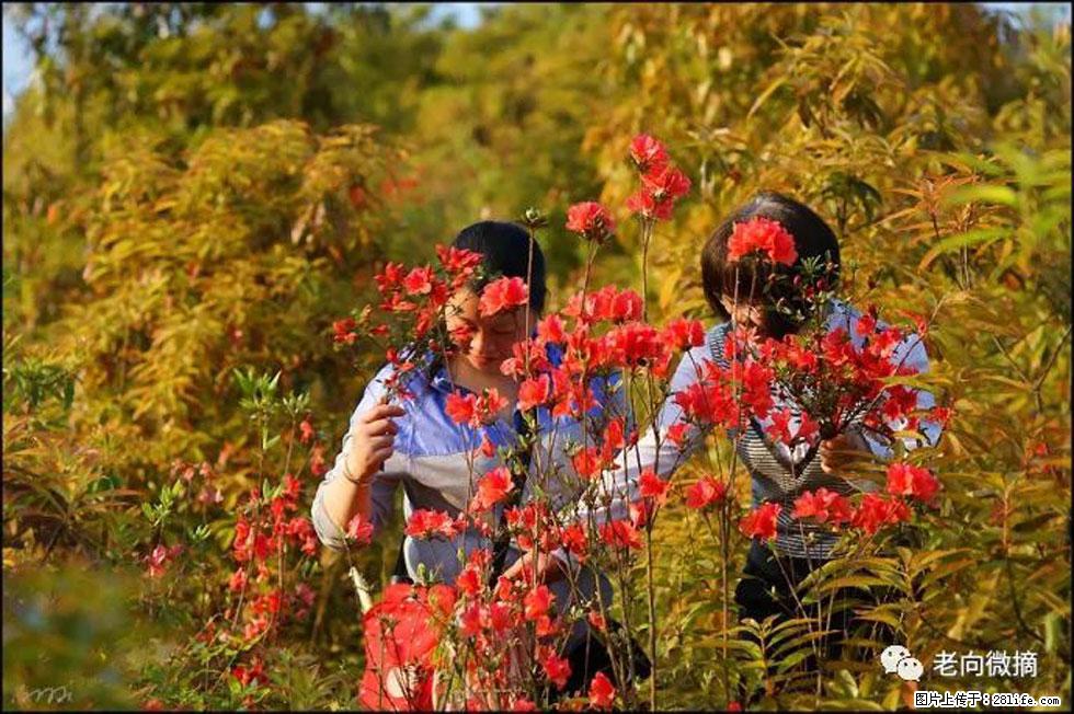 【春天，广西桂林灌阳县向您发出邀请！】登麒麟山，相约映山红 - 游山玩水 - 巴中生活社区 - 巴中28生活网 bazhong.28life.net