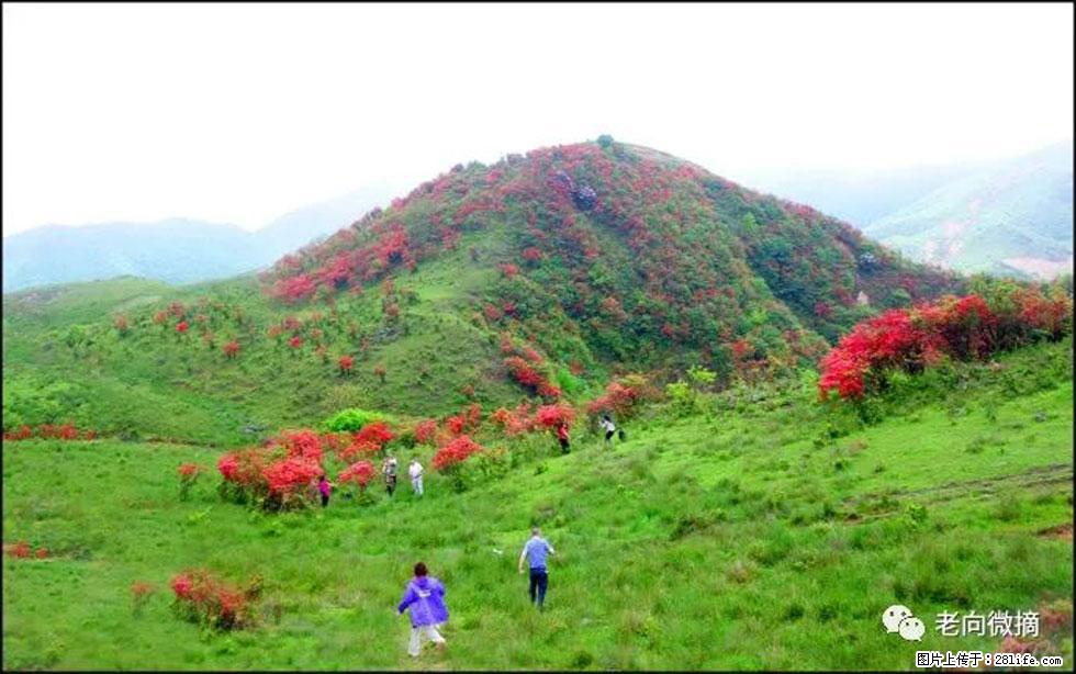 【春天，广西桂林灌阳县向您发出邀请！】宝盖山上映山红 - 游山玩水 - 巴中生活社区 - 巴中28生活网 bazhong.28life.net