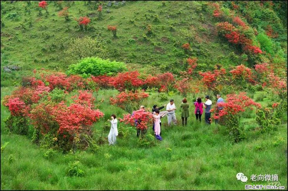 【春天，广西桂林灌阳县向您发出邀请！】宝盖山上映山红 - 游山玩水 - 巴中生活社区 - 巴中28生活网 bazhong.28life.net