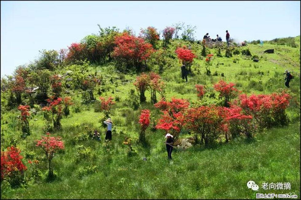 【春天，广西桂林灌阳县向您发出邀请！】宝盖山上映山红 - 游山玩水 - 巴中生活社区 - 巴中28生活网 bazhong.28life.net