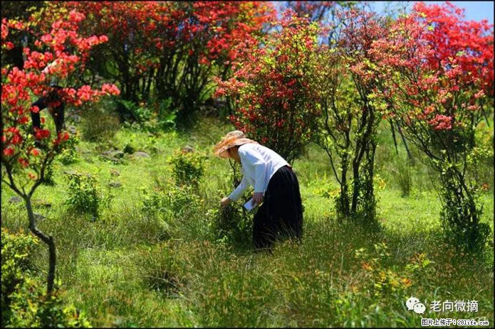 【春天，广西桂林灌阳县向您发出邀请！】宝盖山上映山红 - 游山玩水 - 巴中生活社区 - 巴中28生活网 bazhong.28life.net