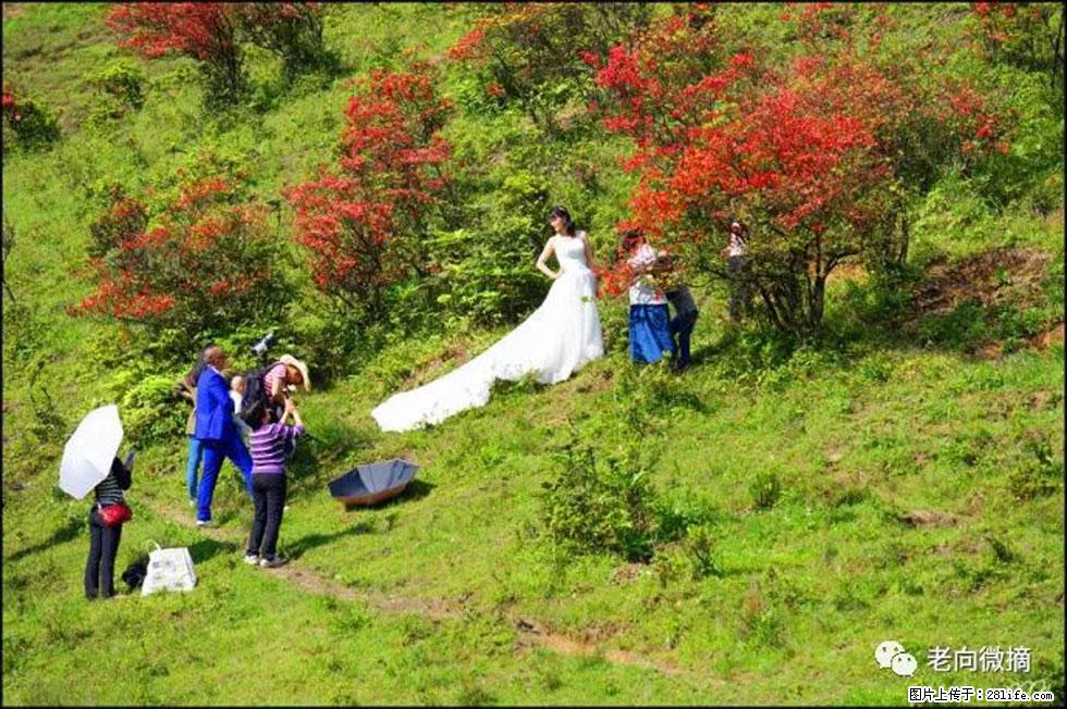 【春天，广西桂林灌阳县向您发出邀请！】宝盖山上映山红 - 游山玩水 - 巴中生活社区 - 巴中28生活网 bazhong.28life.net