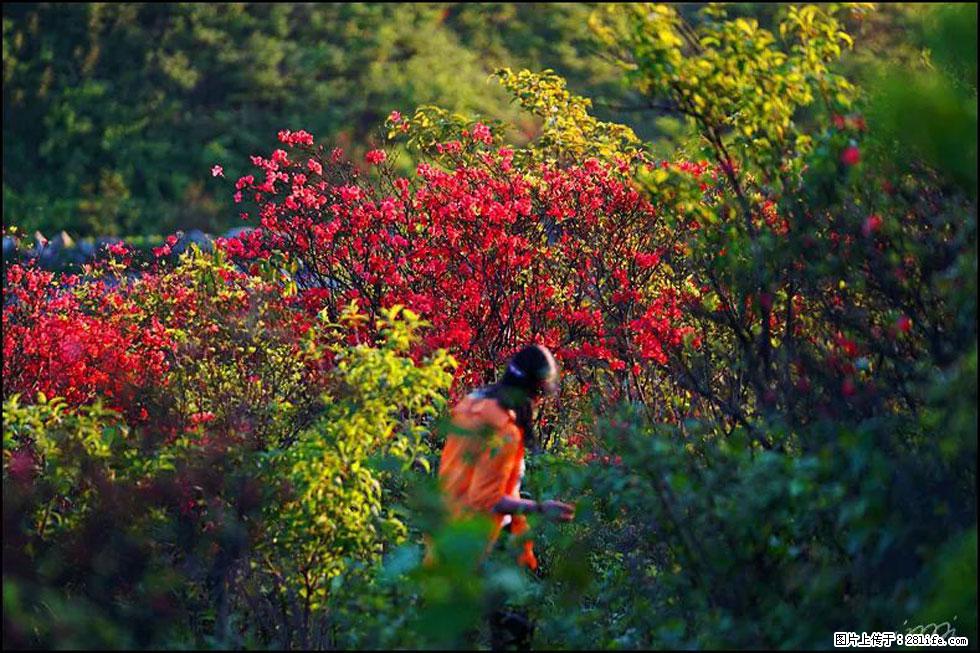 【春天，广西桂林灌阳县向您发出邀请！】春木界上映山红 - 游山玩水 - 巴中生活社区 - 巴中28生活网 bazhong.28life.net