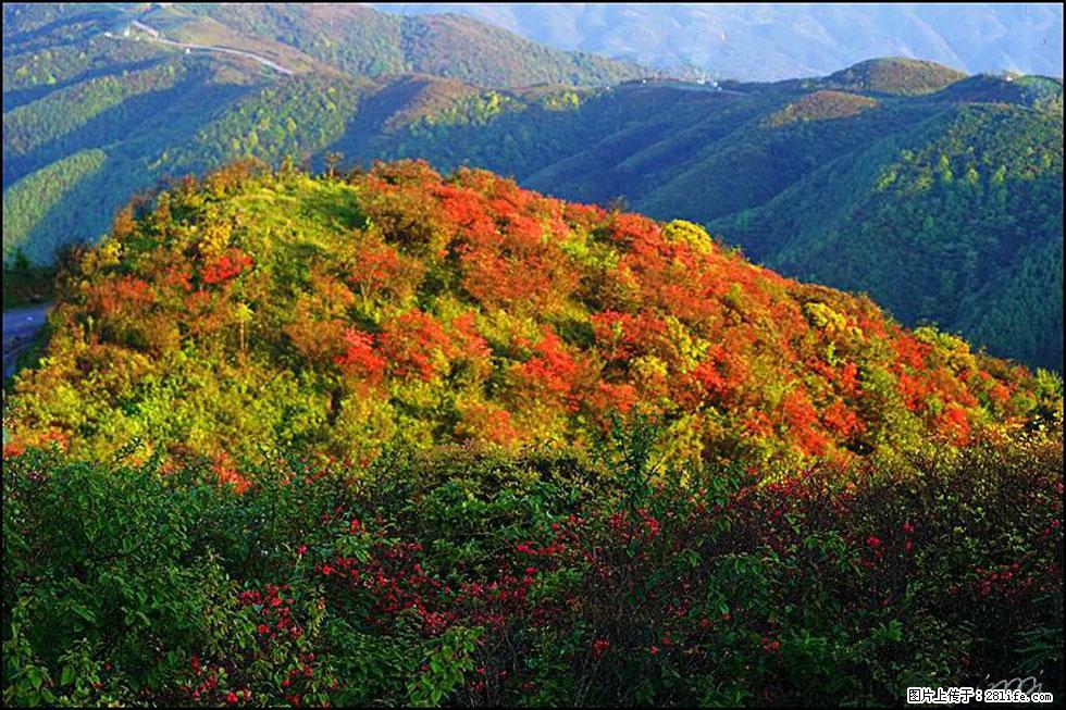 【春天，广西桂林灌阳县向您发出邀请！】春木界上映山红 - 游山玩水 - 巴中生活社区 - 巴中28生活网 bazhong.28life.net