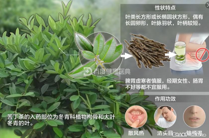 苦丁茶有哪些功效和作用 - 生活百科 - 巴中生活社区 - 巴中28生活网 bazhong.28life.net