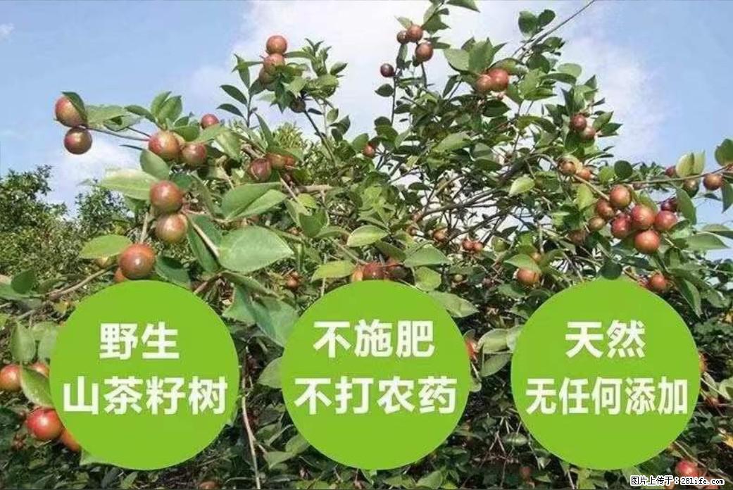 【灌阳县油茶产业示范区】一个有着充实的精神生活的人，对待身外之物自会有一种淡泊的态度 - 美食天地 - 巴中生活社区 - 巴中28生活网 bazhong.28life.net