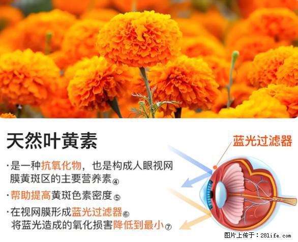 叶黄素有什么功效和作用 - 生活百科 - 巴中生活社区 - 巴中28生活网 bazhong.28life.net