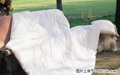 被子有异味？只要这样做，比晒太阳还强100倍！ - 家居生活 - 巴中生活社区 - 巴中28生活网 bazhong.28life.net