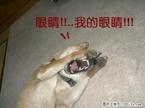 笑癫了！一女的怀孕三年未生，他终于忍不住了... - 娱乐八卦 - 巴中生活社区 - 巴中28生活网 bazhong.28life.net