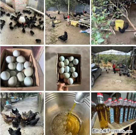 油茶园从小鸡仔开始养起的纯土鸡、土鸡蛋可以预定啦！还有前几天刚榨的纯山茶油哦 - 土特产 - 饮食特产 - 巴中分类信息 - 巴中28生活网 bazhong.28life.net