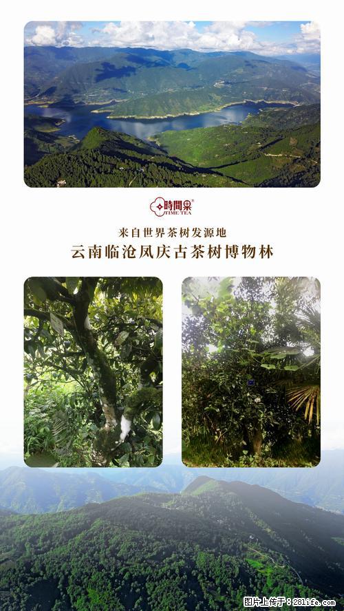 时间果百年古树2025年春红茶 - 购物交流 - 巴中生活社区 - 巴中28生活网 bazhong.28life.net