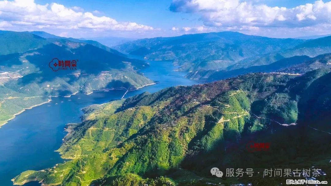 时间果百年古树龙珠普洱生茶 - 购物交流 - 巴中生活社区 - 巴中28生活网 bazhong.28life.net