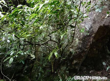 平乐石崖茶，珍贵仅次于金花茶 - 巴中生活资讯 - 巴中28生活网 bazhong.28life.net