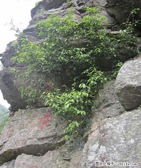 平乐石崖茶，珍贵仅次于金花茶 - 巴中生活资讯 - 巴中28生活网 bazhong.28life.net