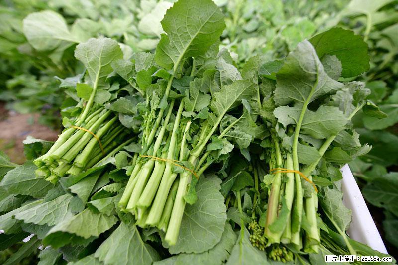 这些蔬菜是“天然钙片”，这6种被医生重点推荐 - 巴中生活资讯 - 巴中28生活网 bazhong.28life.net